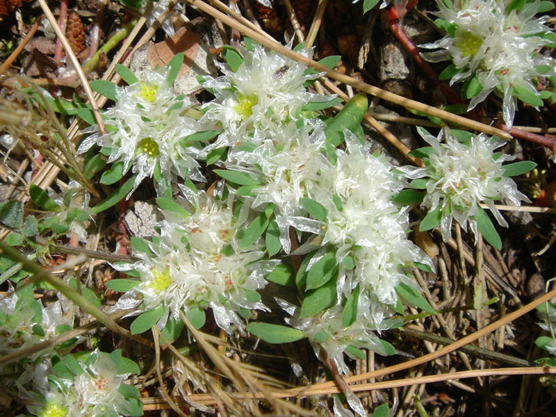 Paronychia argentea en fleurs dans une pelouse sèche en Espagne